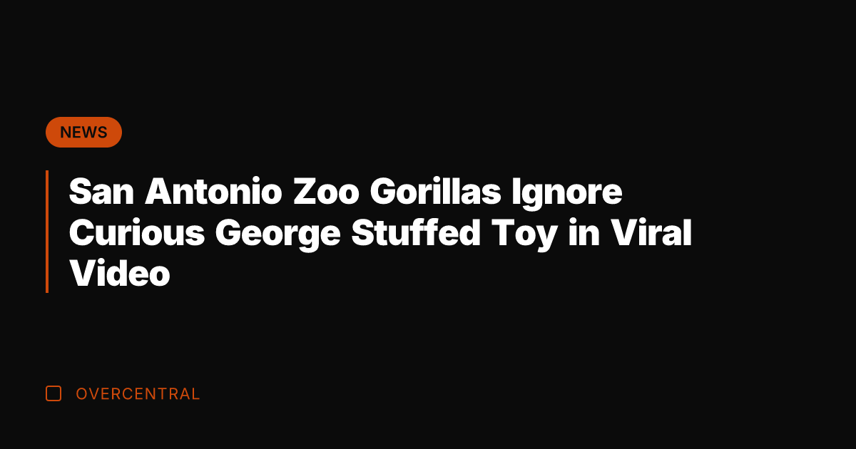San Antonio Zoo Gorillas Ignore Curious George Stuffed Toy in Viral Video