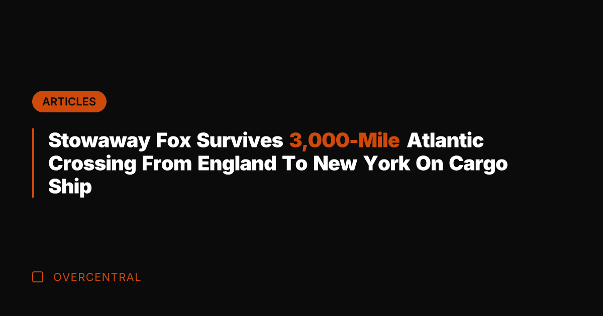 Stowaway Fox Survives 3,000-Mile Atlantic Crossing From England To New York On