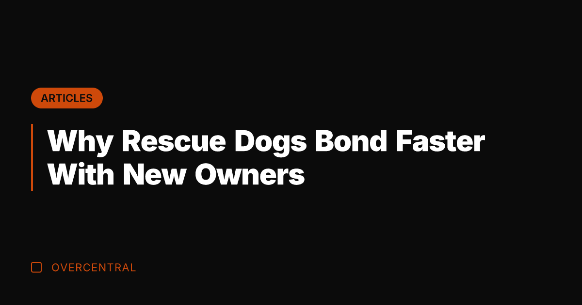 Why Rescue Dogs Bond Faster With New Owners